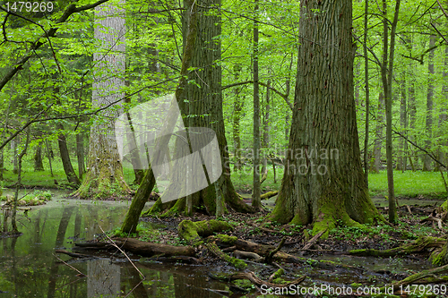 Image of Springtime deciduous forest with standing water