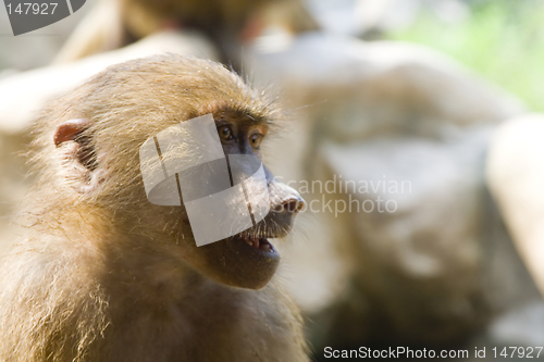 Image of Hamadryas baboon