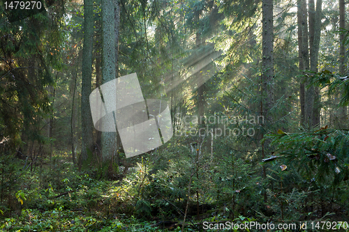 Image of Autumnal stand with mist and sunbeams