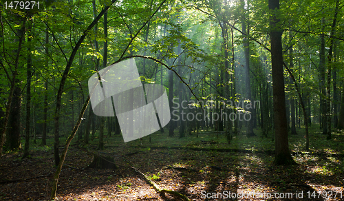 Image of Bent hornbeam tree still alive