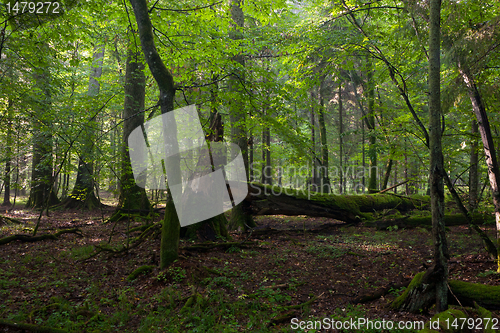 Image of Big old oak and dead wood