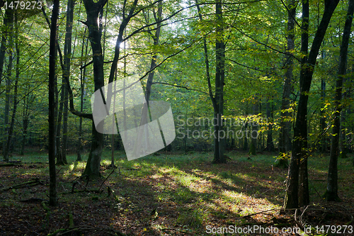 Image of Morning sun entering deciduous stand