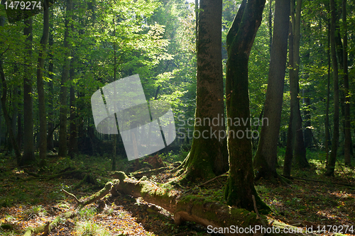 Image of Old alder trees broken lying