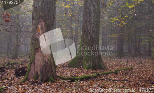 Image of Old trees in natural stand of Bialowieza Forest