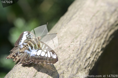 Image of Butterfly