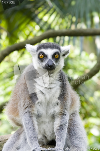 Image of Ring-tailed Lemur