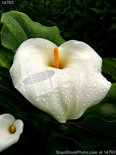 Image of Calla Lilies