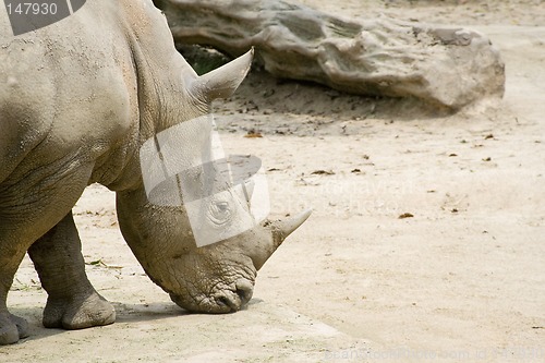 Image of White rhino