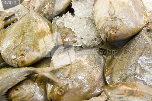 Image of Fresh fish