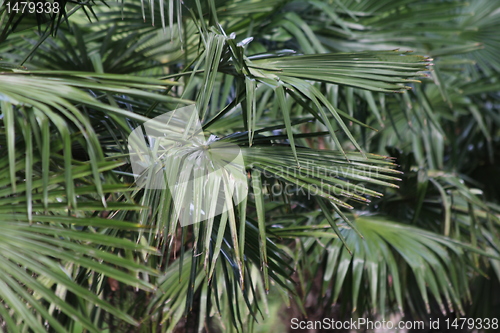 Image of tropical plants texture