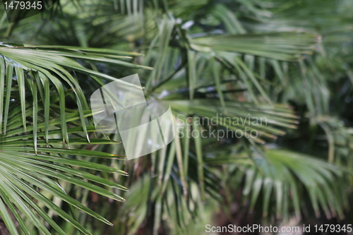 Image of tropical plants texture