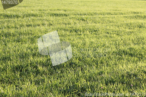 Image of grass texure