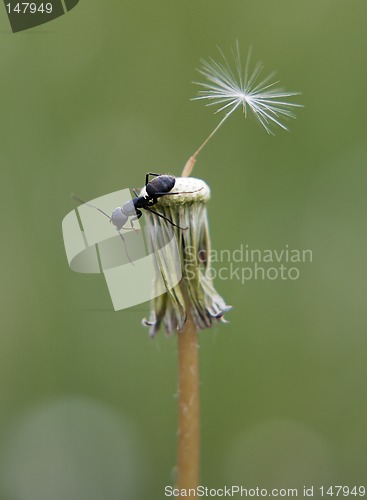 Image of Ant on dandelion