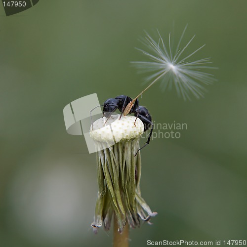 Image of Ant on dandelion
