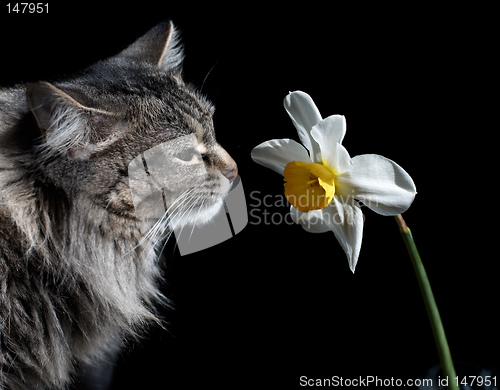 Image of Cat and Narcissus