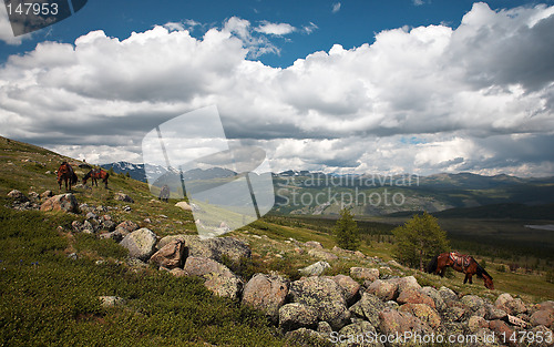 Image of Horses in Sayan mountains