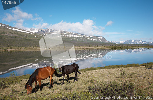 Image of Horses near mountain lake
