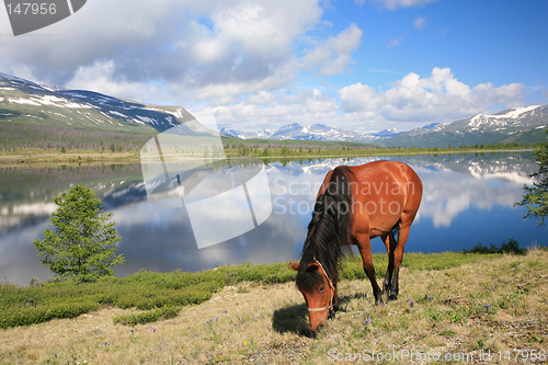 Image of Horse near mountain lake