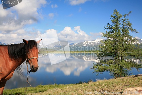 Image of Horse near mountain lake