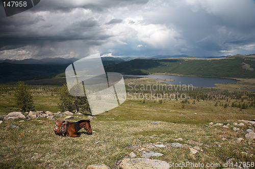 Image of Horse in Sayan mountains