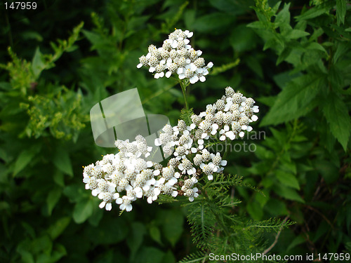 Image of white flowers
