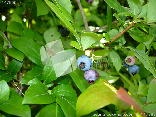 Image of blueberry