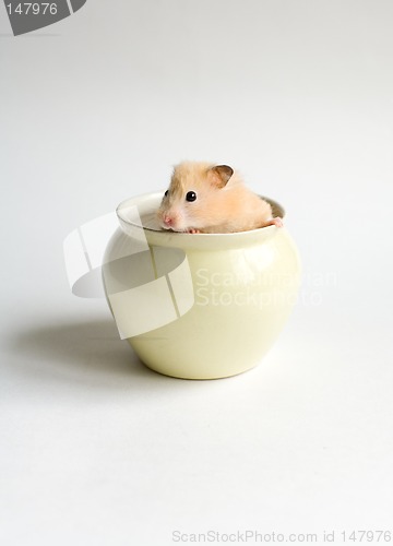 Image of Hamster in the pot