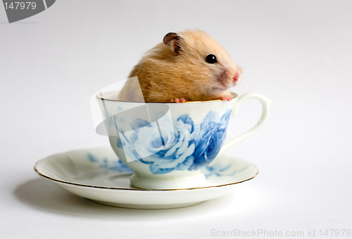 Image of Hamster in the the teacup