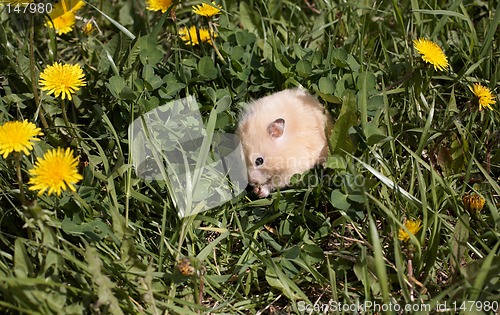 Image of Hamster on the dandelyon lawn