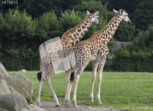 Image of Two giraffes