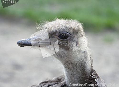 Image of Shaggy ostrich