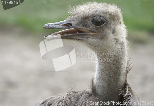 Image of Shaggy ostrich