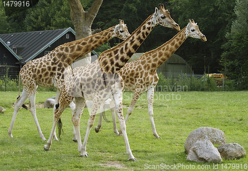 Image of Three giragges