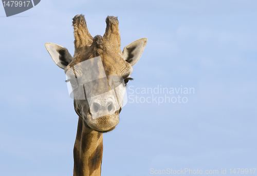 Image of Giraffe