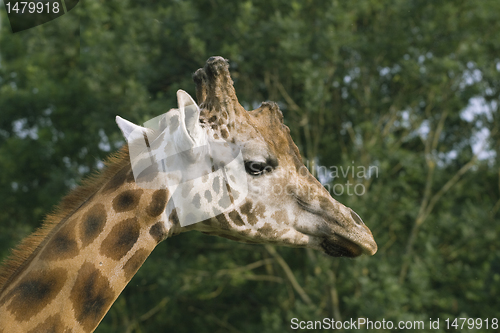 Image of Giraffe