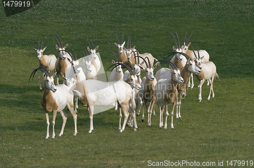 Image of Herd of antelopes