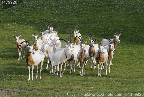 Image of Herd of antelopes