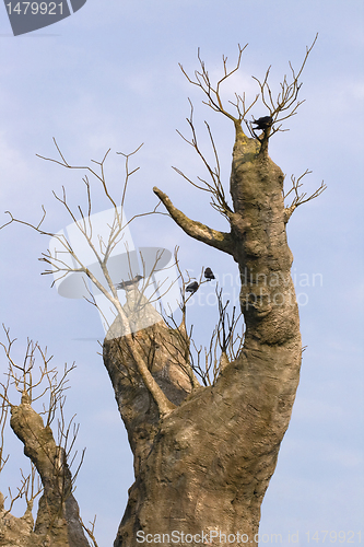 Image of Baobab tree