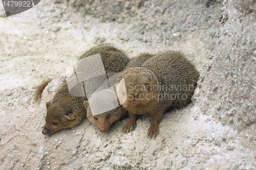 Image of Dwarf mongooses