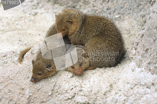 Image of Dwarf mongooses