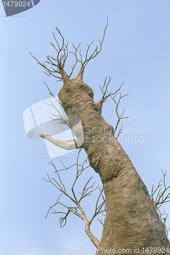 Image of Baobab tree