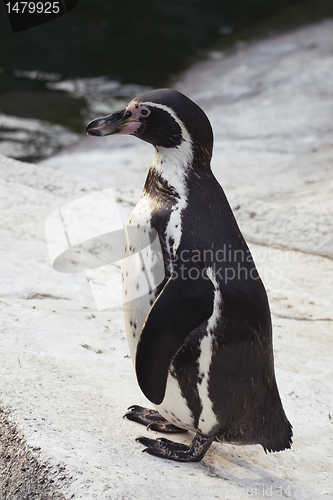 Image of Magellanic penguin