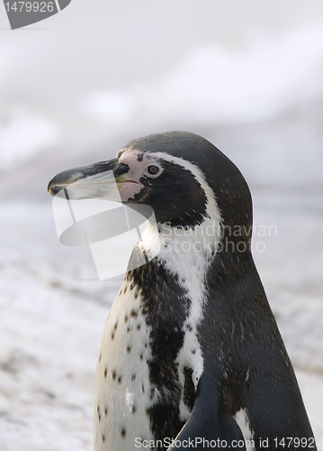 Image of Magellanic penguin