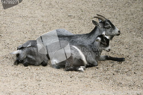 Image of Goat and her child