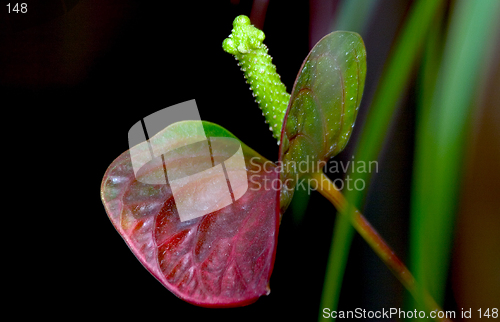 Image of Flower