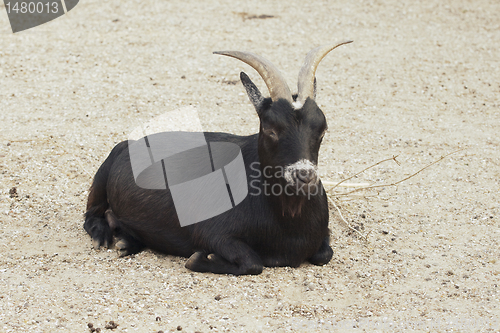 Image of Black goat