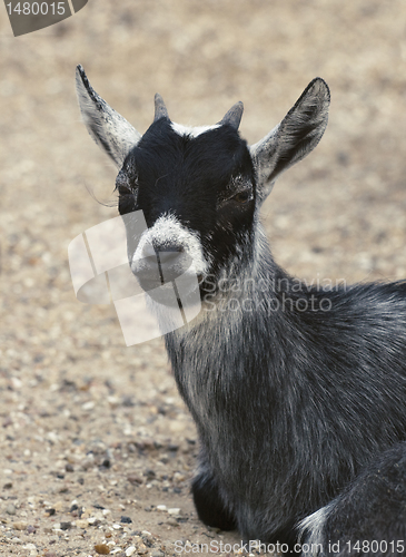 Image of Baby goat