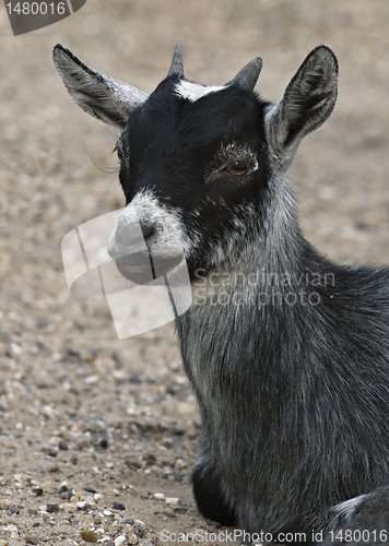 Image of Baby goat