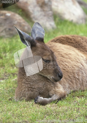 Image of Resting kangaroo