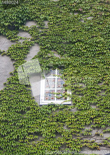 Image of Window with ivy